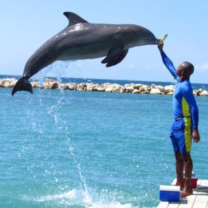 Dolphin Cove Montego Bay